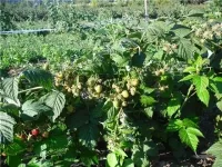 Саженцы малины КРАСА РОССИИ
